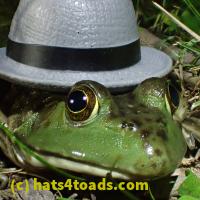 /home//u458753944/public_html/sourcegallery//////Frogs/More bullfrogs/P7010219.JPG